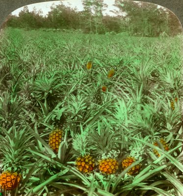 Pineapple Field