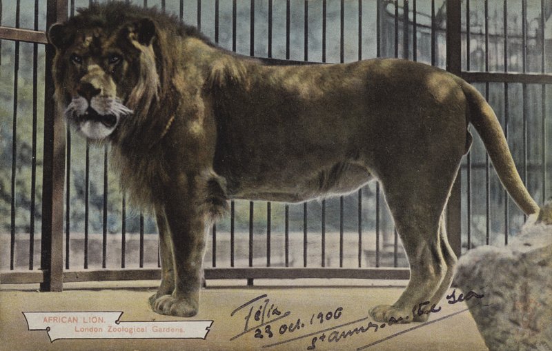 African Lion, London Zoological Gardens by (after) English photographer
