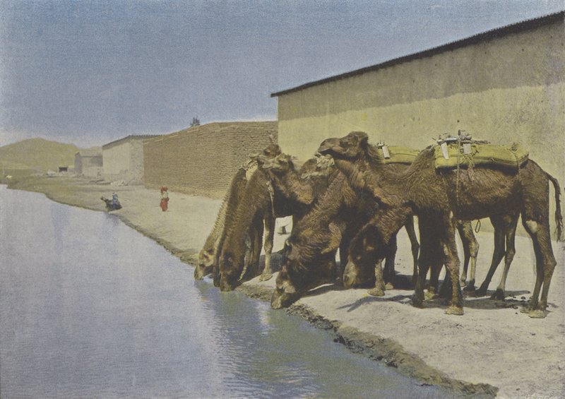 Camels by the River by (after) French Photographer