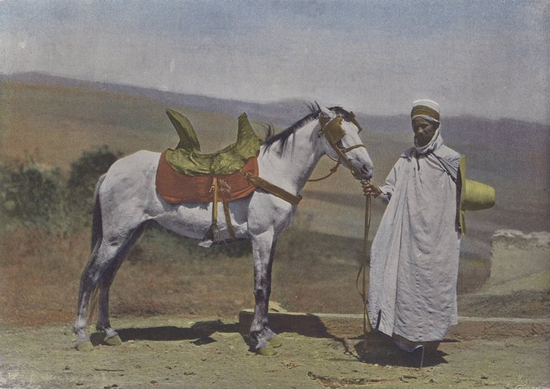 The Arabian Horse by (after) French Photographer