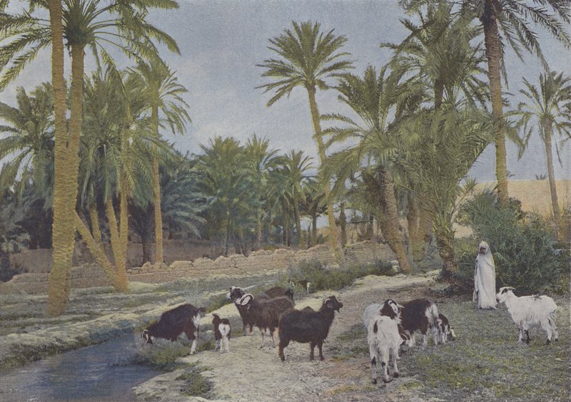 Oasis in Algeria by (after) French Photographer