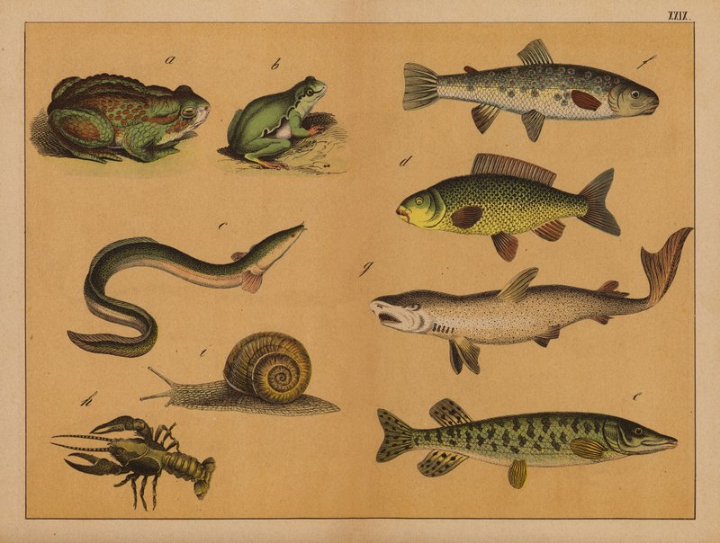 Amphibians, molluscs and fish by (after) German School