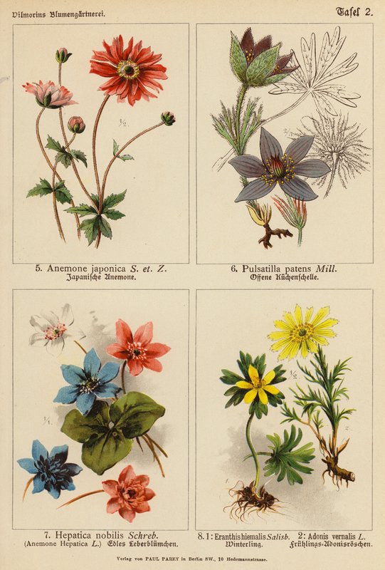 Anemone Japonica, Pulsatilla Patens, Hepatica Nobilis, Eranthis Hiemalis, Adonis Vernalis by (after) German School