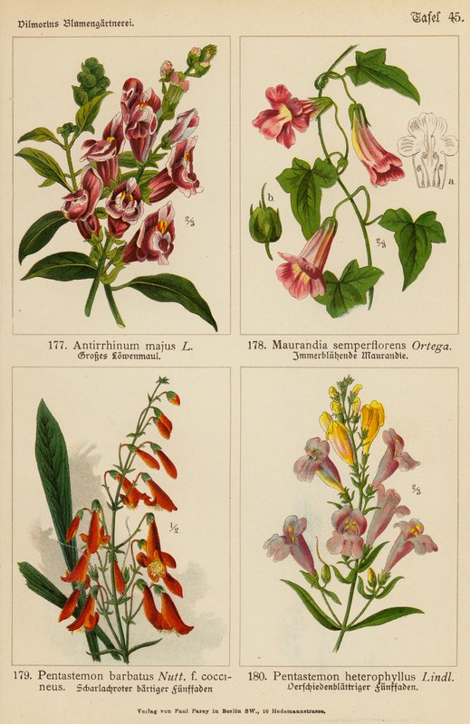 Antirrhinum Majus, Maurandia Semperflorens, Pentastemon Barbatus, Pentastemon Heterophyllus by (after) German School