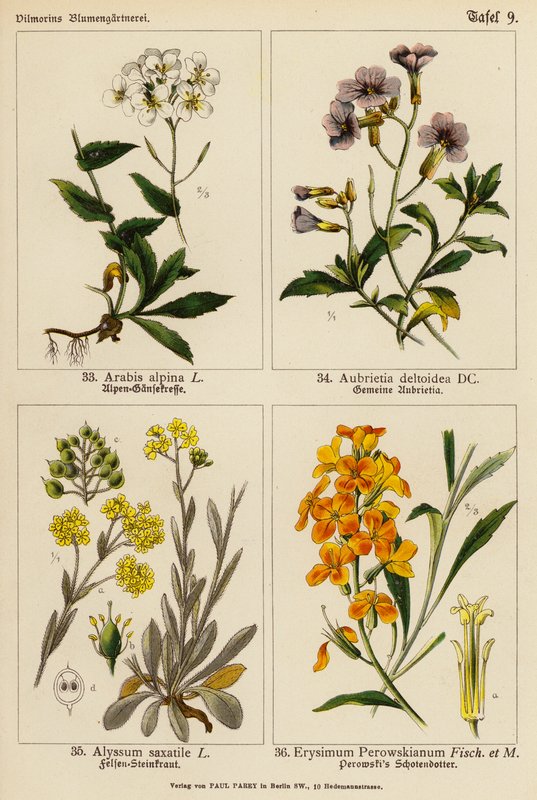 Arabis Alpina, Aubrietia Deltoidea, Alyssum Saxatile, Erysimum Perowskianum by (after) German School