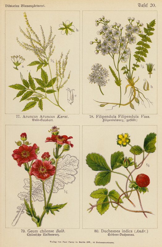Aruncus Aruncus, Filipendula Filipendula, Geum Chilense, Duchesnea Indica by (after) German School
