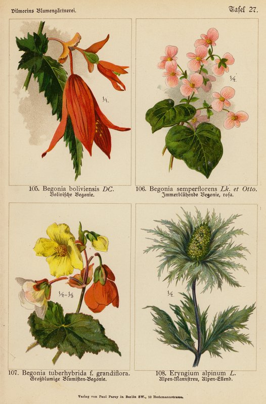 Begonia Boliviensis, Begonia Semperflorens, Begonia Tuberhybrida, Eryngium Alpinum by (after) German School