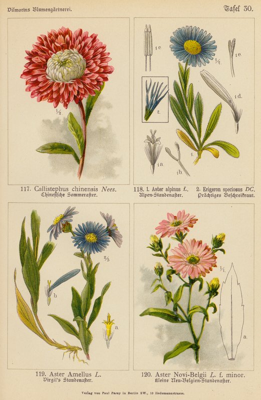 Callistephus Chinensis, Aster Alpinus, Erigeron Speciosus, Aster Amellus, Aster Novi-Belgii by (after) German School