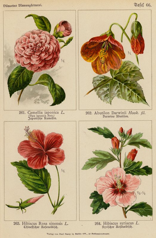 Camellia Japonica, Abutilon Darwinii, Hibiscus Rosa Sinensis, Hibiscus Syriacus by (after) German School