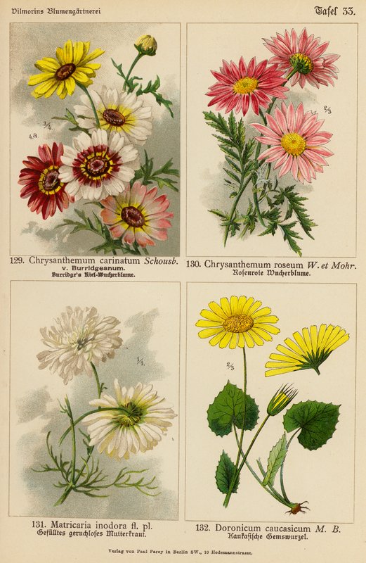 Chrysanthemum Carinatum, Chrysanthemum Roseum, Matricaria Inodora, Doronicum Caucasicum by (after) German School