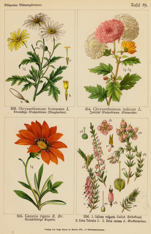 Chrysanthemum Frutescens, Chrysanthemum Indicum, Gazania Rigens, Calluna Vulgaris, Erica Tetralix, Erica Carnea by (after) German School