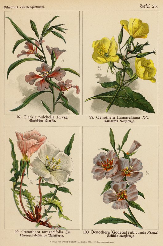 Clarkia Pulchella, Oenothera Lamarckiana, Oenothera Taraxacifolia, Oenothera (Godetia) Rubicunda by (after) German School