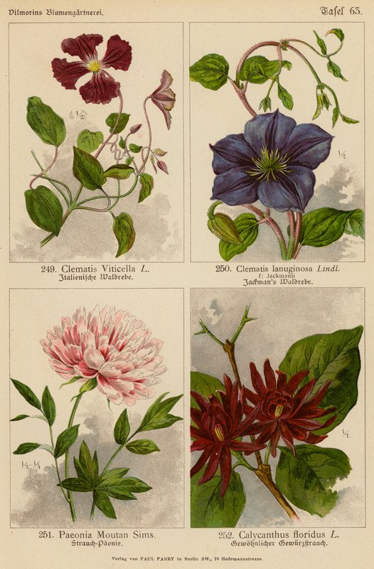 Clematis Viticella, Clematis Lanuginosa, Paeonia Moutan Sims, Calycanthus Floridus by (after) German School