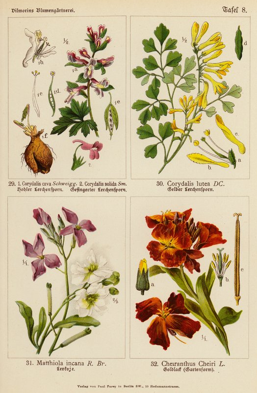 Corydalis Cava, Corydalis Solida, Corydalis Lutea, Matthiola Incana, Cheiranthus Cheiri by (after) German School