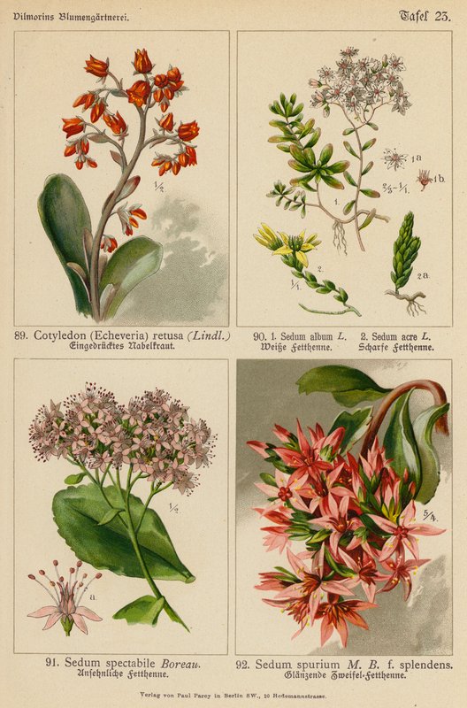 Cotyledon (Echeveria) Retusa, Sedum Album, Sedum Acre, Sedum Spectabile, Sedum Spurium by (after) German School