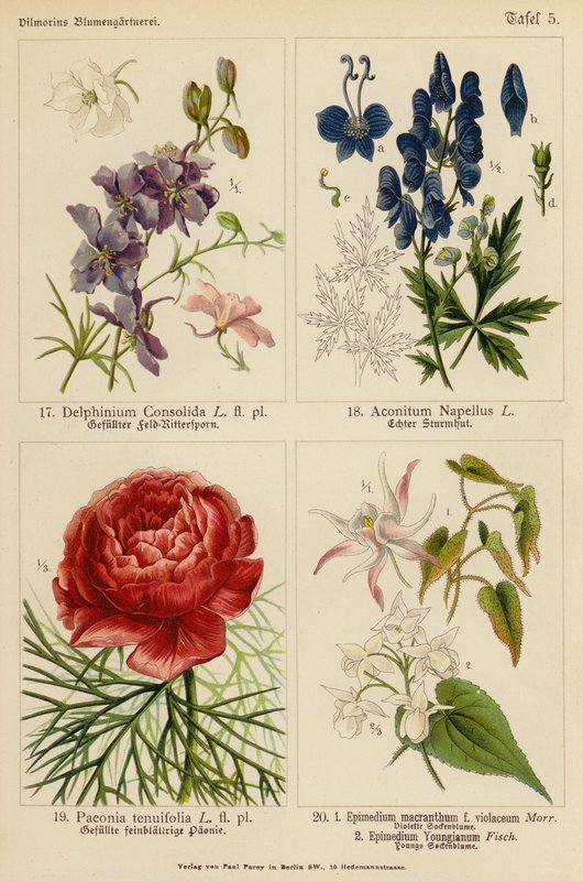 Delphinium Consolida, Aconitum Napellus, Paeonia Tenuifolia, Epimedium Macranthum F Violaceum, Epimedium Youngianum by (after) German School