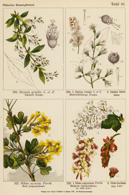 Deutzia Gracilis, Deutzia Crenata, Deutzia Sieboldiana, Ribes Aureum, Ribes Sanguineum, Ribes Gordonianum by (after) German School