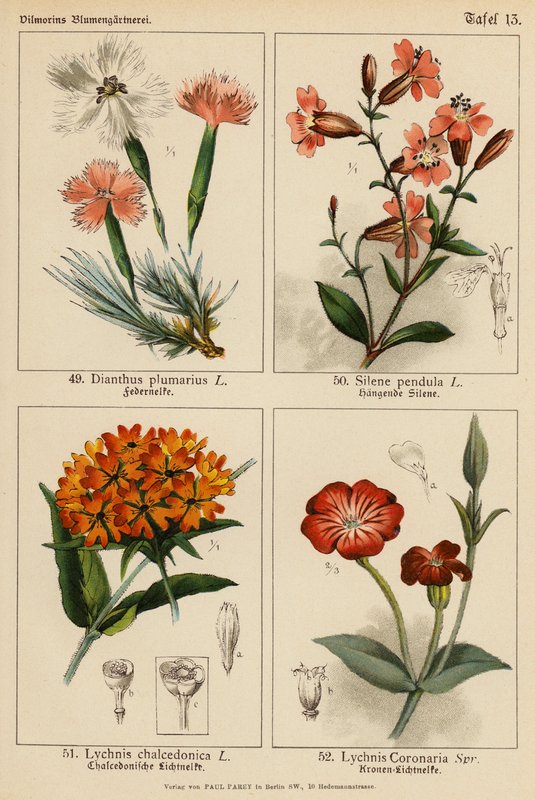 Dianthus Plumarius, Silene Pendula, Lychnis Chalcedonica, Lychnis Coronaria by (after) German School