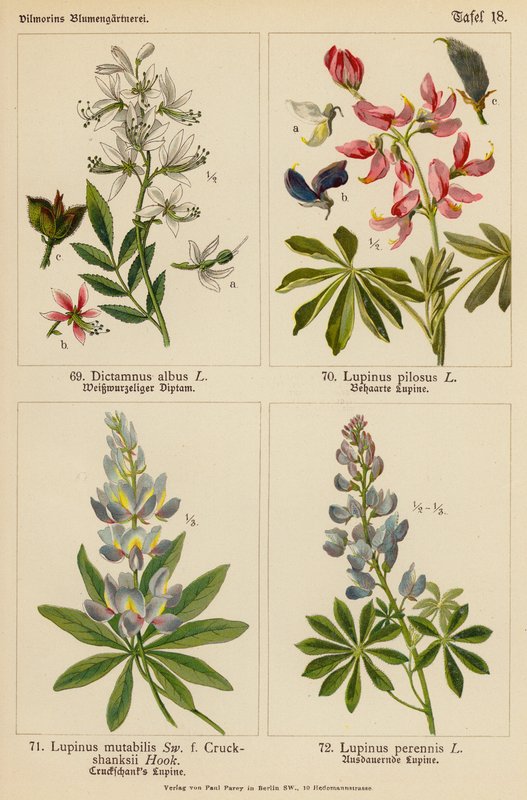 Dictamnus Albus, Lupinus Pilosus, Lupinus Mutabilis, Lupinus Perennis by (after) German School
