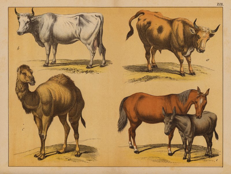 Domesticated animals by (after) German School