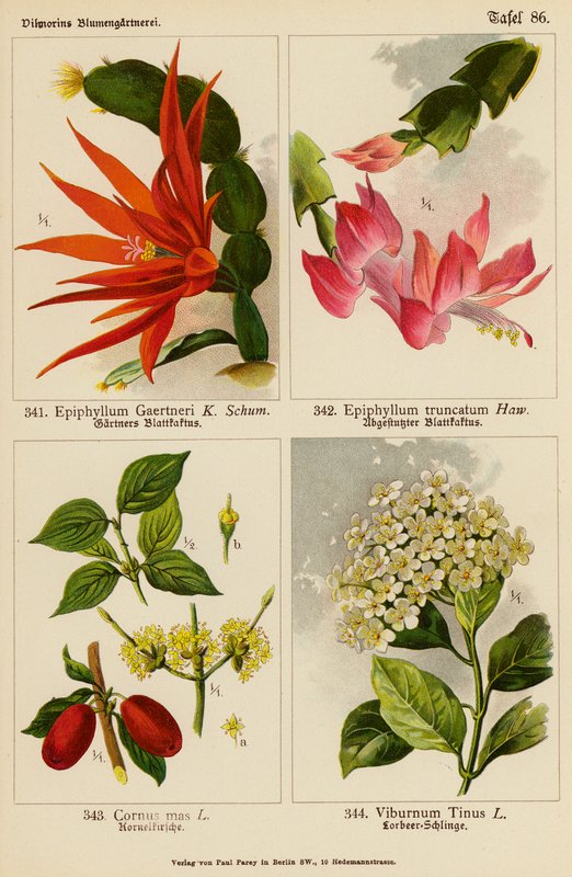 Epiphyllum Gaertneri, Epiphyllum Truncatum, Cornus Mas, Viburnum Tinus by (after) German School