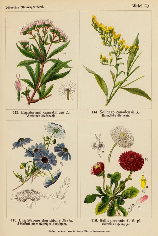 Eupatorium Cannabinum, Solidago Canadensis, Brachycome Iberidifolia, Bellis Perennis by (after) German School