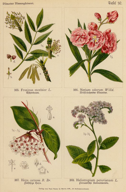 Fraxinus Excelsior, Nerium Odorum, Hoya Carnosa, Heliotropium Peruvianum by (after) German School