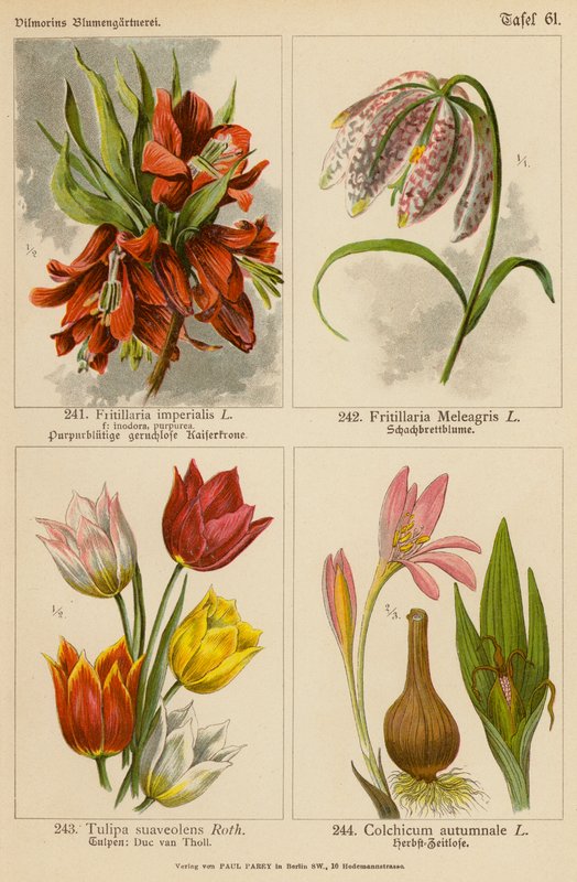 Fritillaria Imperialis, Fritillaria Meleagris, Tulipa Suaveolens, Colchicum Autumnale by (after) German School