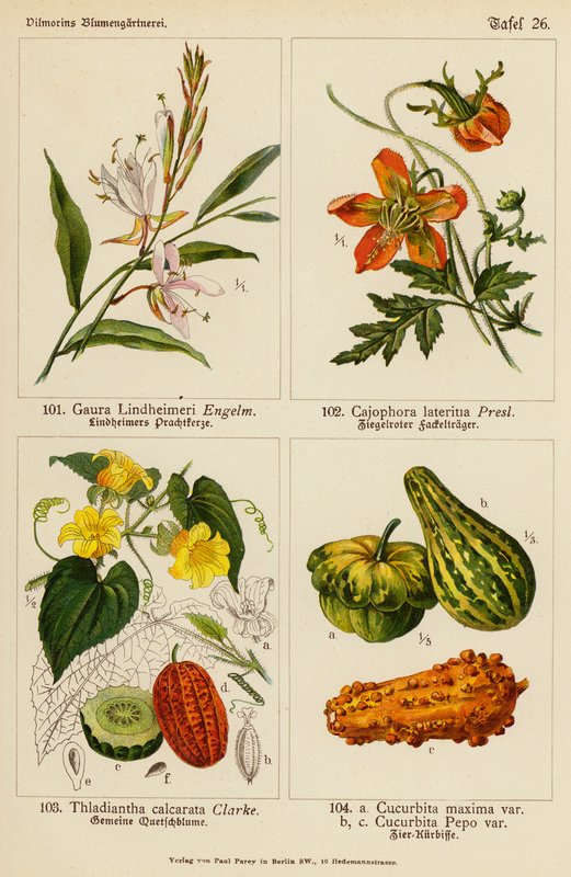 Gaura Lindheimeri, Cajophora Lateritia, Thladiantha Calcarata, Cucurbita Maxima, Cucurbita Pepo by (after) German School