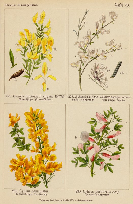 Genista Tinctoria, Cytisus Linkii, Genista Monosperma, Cytisus Paniculatus, Cytisus Purpureus by (after) German School