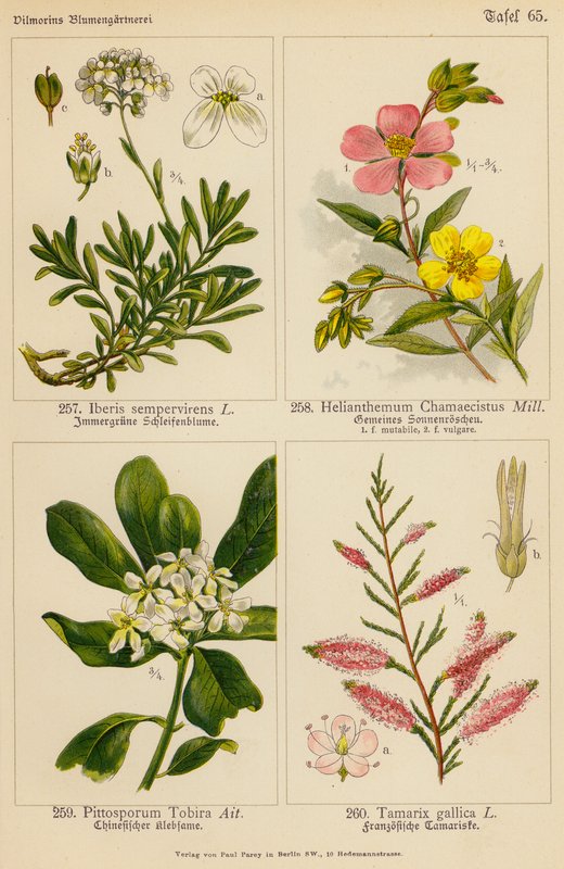 Iberis Sempervirens, Helianthemum Chamaecistus, Pittosporum Tobira, Tamarix Gallica by (after) German School