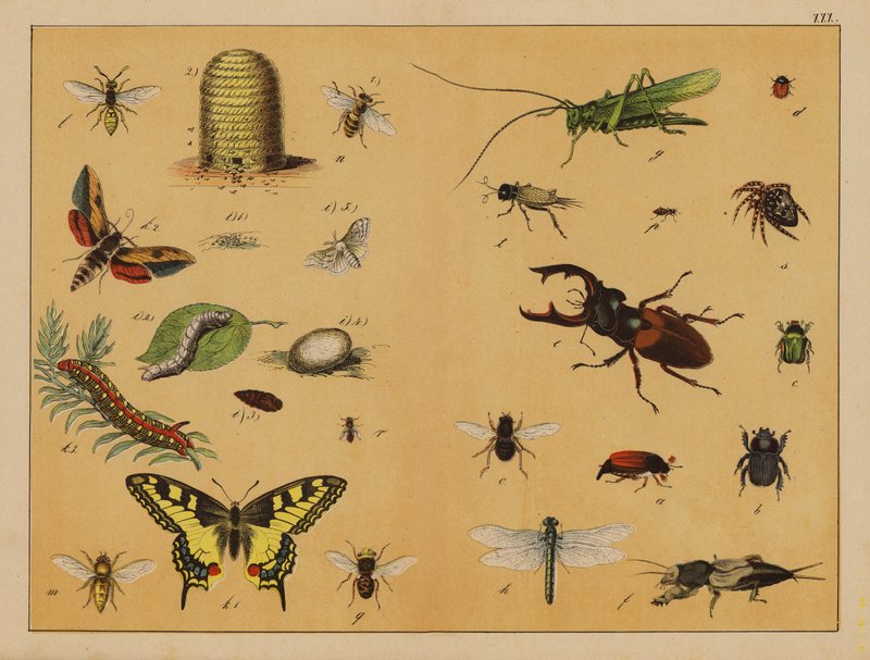 Insects by (after) German School