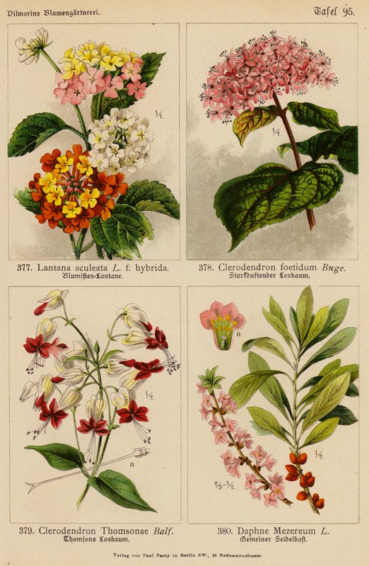 Lantana Aculeata, Clerodendron Foetidum, Clerodendron Thomsonae, Daphne Mezereum by (after) German School