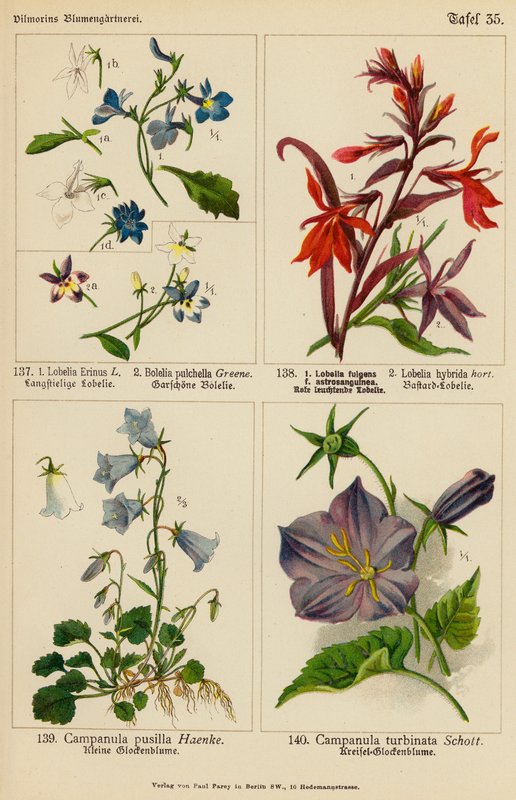 Lobelia Erinus, Bolelia Pulchella, Lobelia Fulgens, Lobelia Hybrida, Campanula Pusilla, Campanula Turbinata by (after) German School