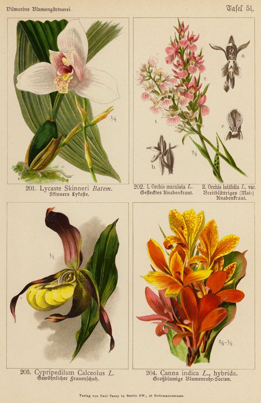 Lycaste Skinneri, Orchis Maculata, Orchis Latifolia, Cypripedilum Calceolus, Canna Indica by (after) German School