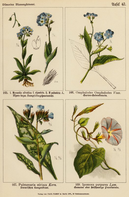 Myosotis Silvatica, Myosotis Palustris, Omphalodes Omphalodes, Pulmonaria Stiriaca, Ipomoea Purpurea by (after) German School