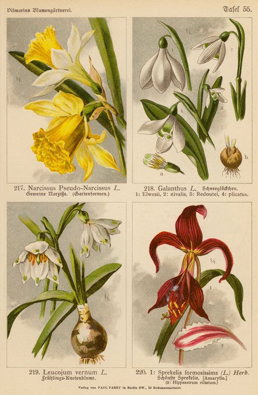 Narcissus Pseudo-Narcissus, Galanthus, Leucojum Vernum, Sprekelia Formosissima by (after) German School