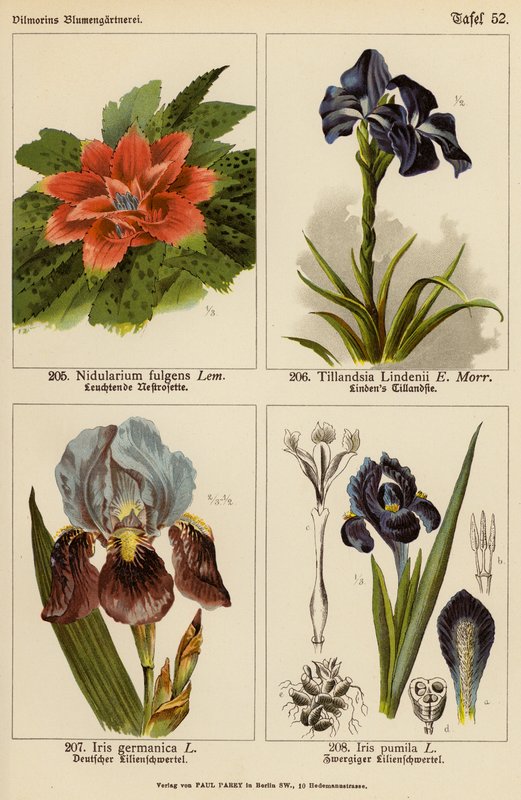 Nidularium Fulgens, Tillandsia Lindenii, Iris Germanica, Iris Pumila by (after) German School
