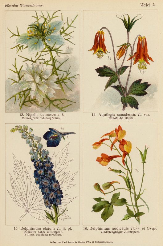 Nigella Damascena, Aquilegia Canadensis, Delphinium Elatum, Delphinium Nudicaule by (after) German School
