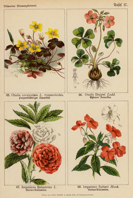 Oxalis Corniculata, Oxalis Deppei, Impatiens Balsamina, Impatiens Sultani by (after) German School