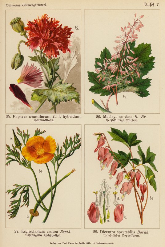 Papaver Somniferum, Macleya Cordata, Eschscholtzia Crocea, Dicentra Spectabilis by (after) German School