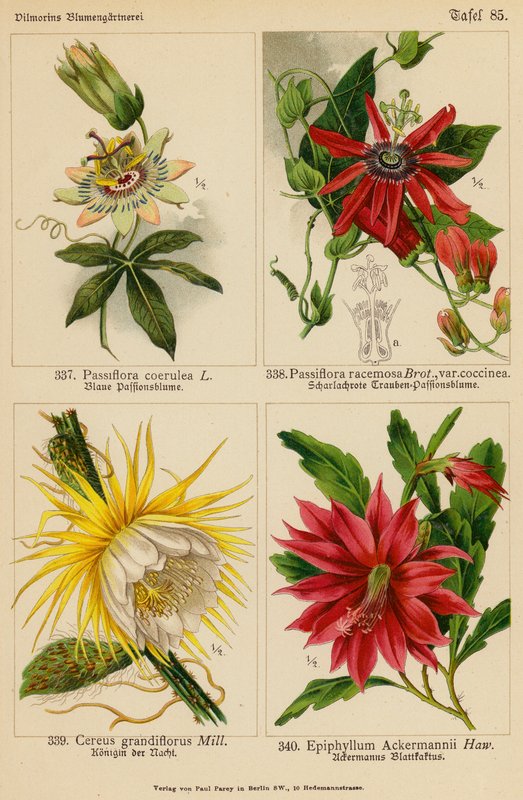Passiflora Coerulea, Passiflora Racemosa, Cereus Grandiflorus, Epiphyllum Ackermannii by (after) German School