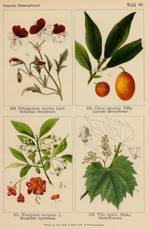 Pelargonium Tricolor, Citrus Japonica, Evonymus Europaea, Vitis Riparia by (after) German School