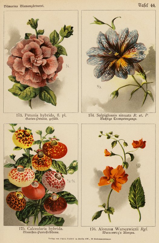 Petunia Hybrida, Salpiglossis Sinuata, Calceolaria Hybrida, Alonzoa Warscewiczii by (after) German School