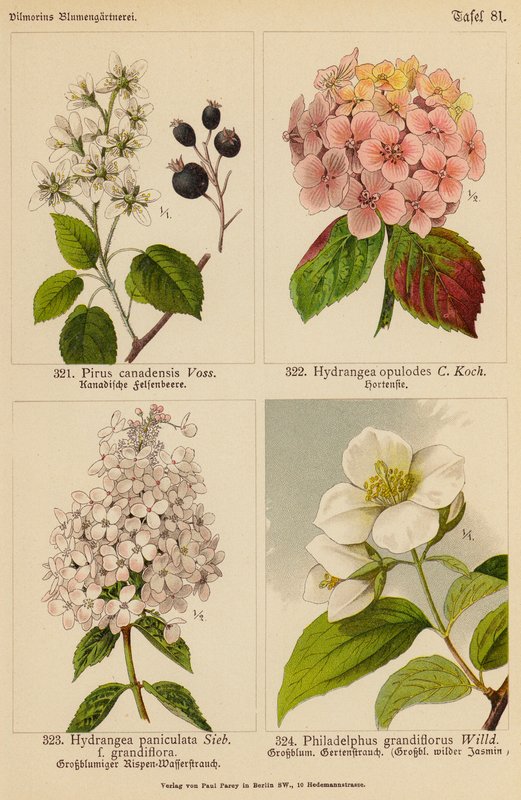 Pirus Canadensis, Hydrangea Opulodes, Hydrangea Paniculata, Philadelphus Grandiflorus by (after) German School