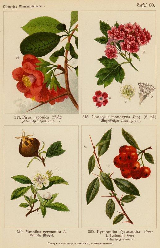 Pirus Japonica, Crataegus Monogyna, Mespilus Germanica, Pyracantha Pyracantha by (after) German School