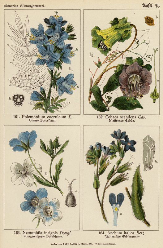 Polemonium Coeruleum, Cobaea Scandens, Nemophila Insignis, Anchusa Italica by (after) German School