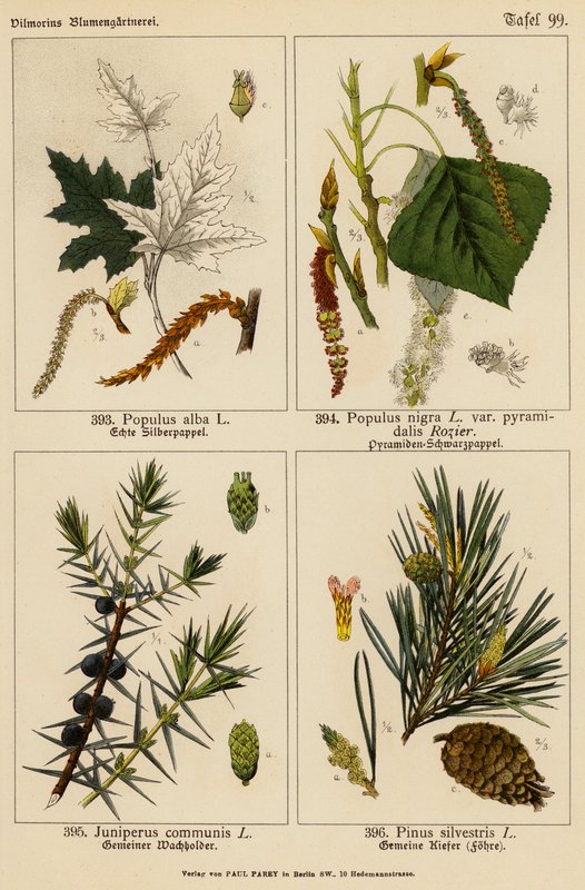 Populus Alba, Populus Nigra, Juniperus Communis, Pinus Silvestris by (after) German School
