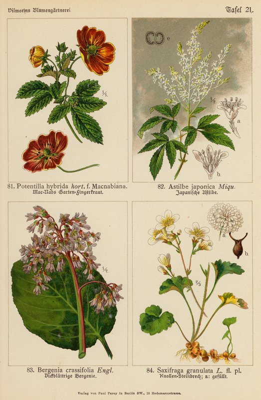 Potentilla Hybrida, Astilbe Japonica, Bergenia Crassifolia, Saxifraga Granulata by (after) German School