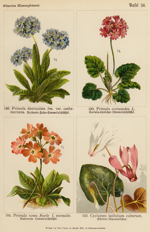 Primula Denticulata, Primula Cortusoides, Primula Rosea, Cyclamen Latifolium Cultorum by (after) German School